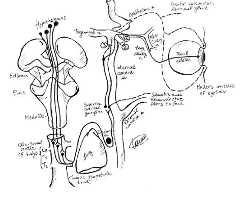 Drawing showing the anatomy of the oculo-sympathetic pathway ...