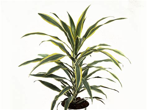 Dracaena fragrans (Deremensis Grp) Green Stripe