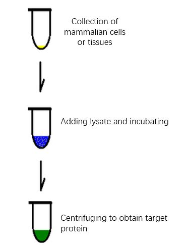 Western Blot Product Portfolio- Sample Preparation – Site Title