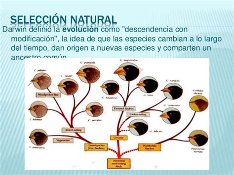 Teoría De La Evolución Por Selección Natural