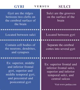 Difference Between Gyri and Sulci | Definition, Anatomy, Function, Similarities and Differences