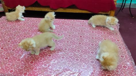 Bi Colour Persian Kittens In Yaqutpura Hyderabad Doll Face Persian