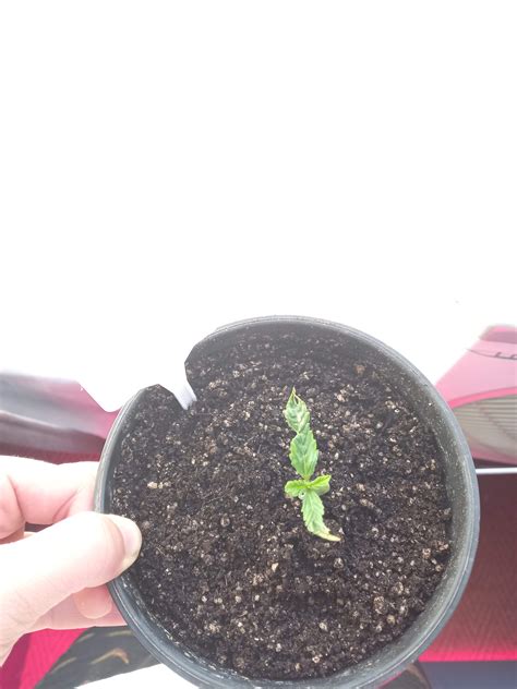 burnt mutation grow a garden 12