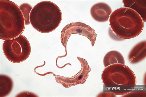 Digital illustration of trypanosomes in red blood cells in blood ...