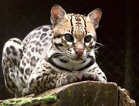 9 Most Fascinating Wild Animals in Mexico - Journey To Mexico