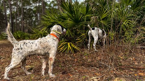 Quail Hunting | Gopher Plantation