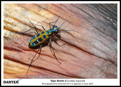 Rainforest Biodiversity 1 Tiger Beetles Darter Photography