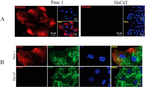 Figure From Panc Cell Line As An Experimental Model For