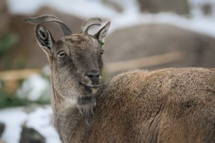 Bharal Blue Sheep Pseudois Nayaur Seen Editorial Stock Photo Stock