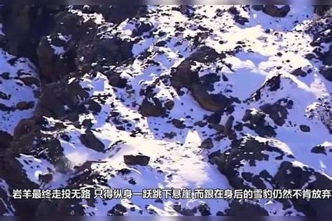 雪豹捕食被困50米绝命悬崖，绝望的它坠落崖底，镜头拍下全过程坠落悬崖雪豹