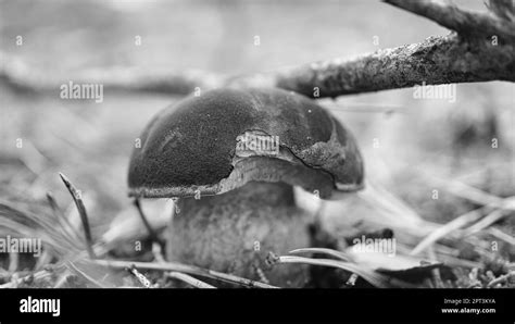 Chestnut Brown Cap Mushroom On The Forest Floor With Moss And Pine