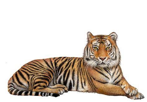 Clipart Png Tiger Clipart Png Tiger Transparent Free For Download On Images