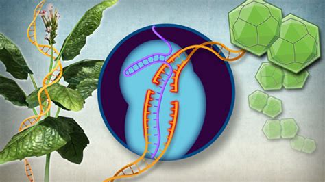 Gene-editing technology harnessed to protect plants from viruses