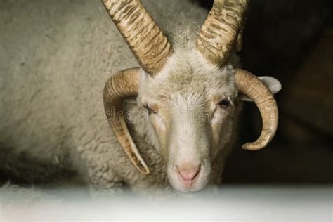 White Ram with Four Horns in a Paddock at the Farm. Four Horned Jacob ...