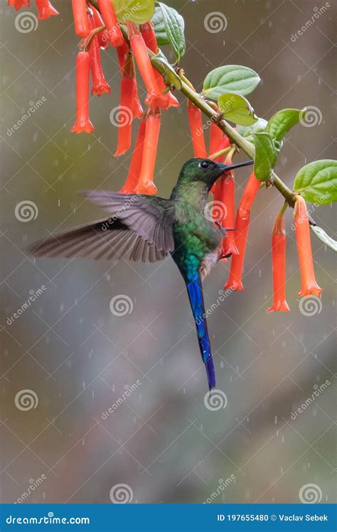 Violetear Espumante Verde E Azul Beija Flor Voando Ao Lado De Uma Bela