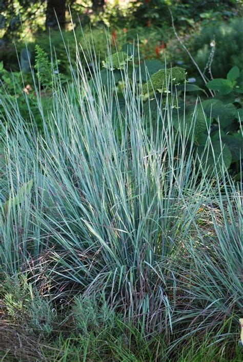 Little Bluestem Prairie Blues Native Ornamental Etsy