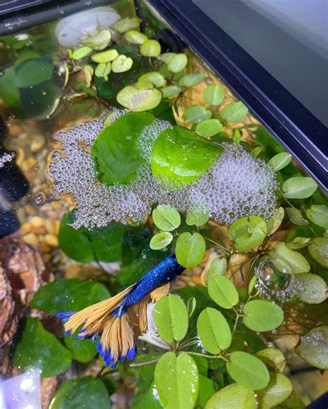 Betta Bubble Nest Everything You Need To Know Ac Aquarium Life