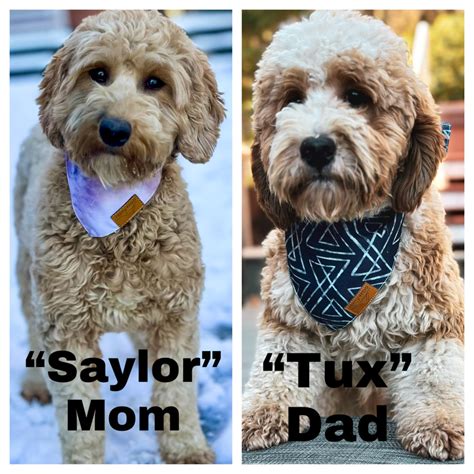 Multi Generation Mini Goldendoodle Puppies Our Dazzling Doodles