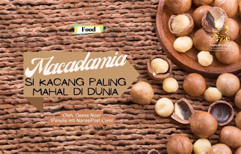 Macadamia Si Kacang Paling Mahal Di Dunia Narasipostcom