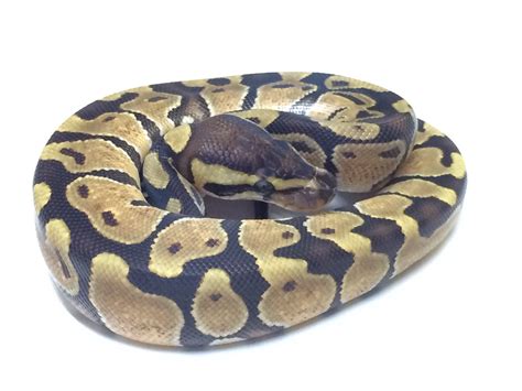 Baby Enchi Ball Python For Sale With Live Arrival Guarantee