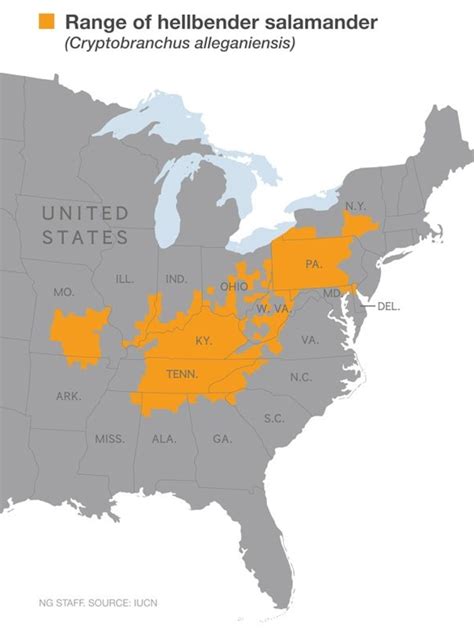 U.S. Giant Salamanders Slipping Away: Inside the Fight to Save the