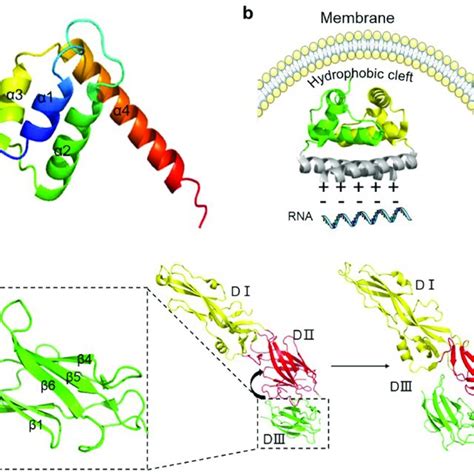 The structures of capsid protein (C protein) and envelope protein (E ...