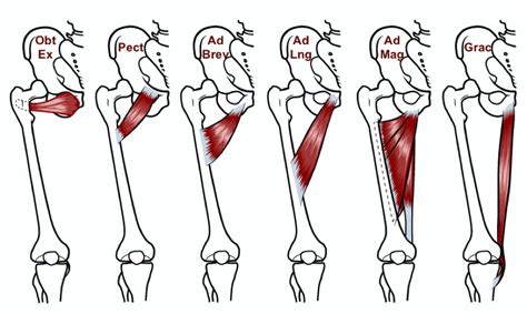 10 Clinical Pearls and One Very Useful Test for Groin Strain — ChiroUp