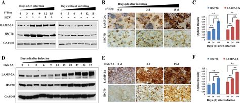 Persistent Hcv Infection In Phhs And Huh 75 Cells Induces Expression