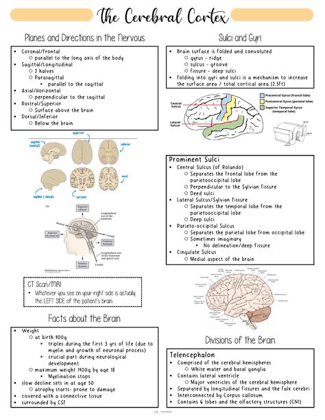 Neuroanatomy The Cerebral Cortex Superior Mediansagittal Inferior