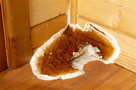 Treating Dry Rot In Your Home Our Guide To Dry Rot Prevention And