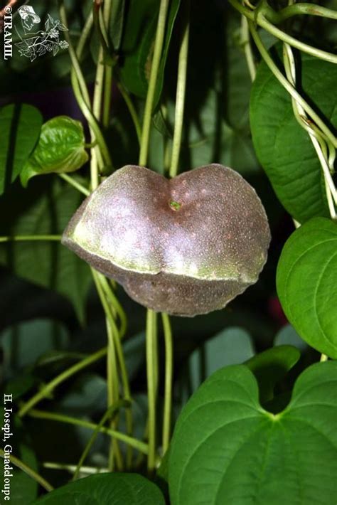 Dioscorea bulbifera | TRAMIL