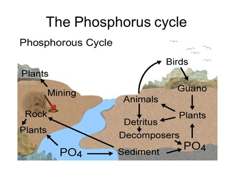 Phosphorus Cycle Guano