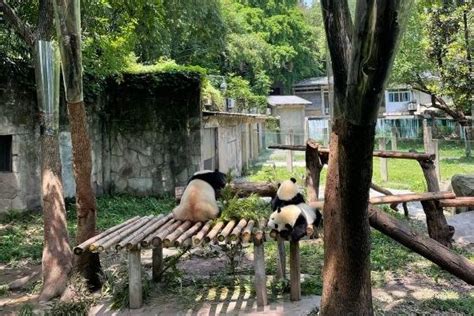 重庆动物园有几只熊猫 熊猫名字叫什么 旅泊网