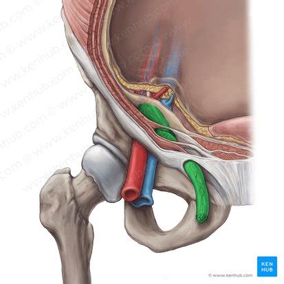 Spermatic cord: Anatomy and function | Kenhub