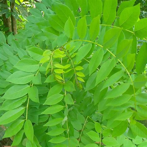 Jual daun Gamal segar 1 kg | Shopee Indonesia