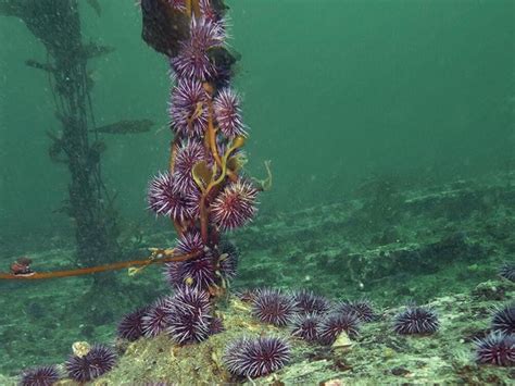 Sea Urchins Are Killing Monterey Bays Kelp Forests Help Is On The Way