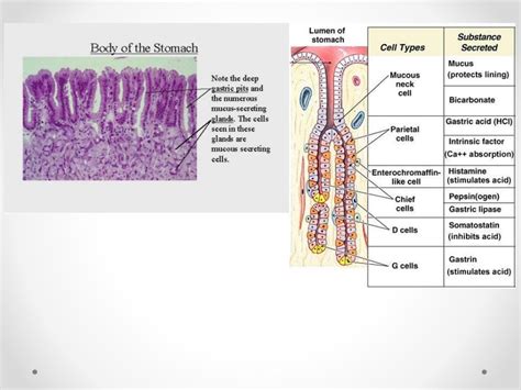 Histology of gastrointestinal tract