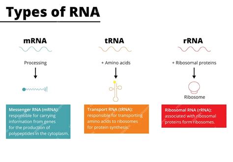 Premium Vector Types Of Rna Messenger Rna Mrna Transport Rna Trna Ribosomal Rna Rrna Vector