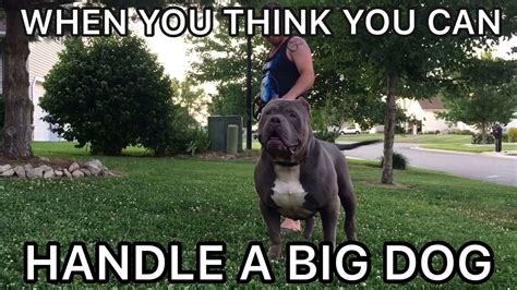 World Biggest Bluenose Pitbull Vs Man 165lbs 28 Inch Head Dog Destroys