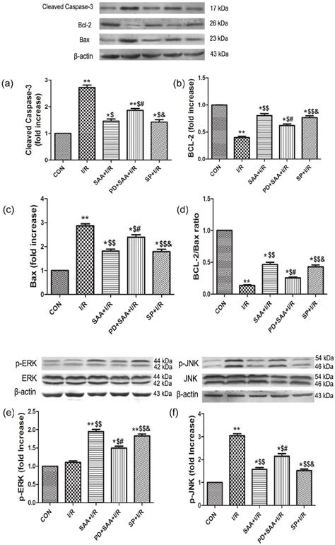 The Effects Of Saa And Sp On The Expression Of Bcl Bax Caspase