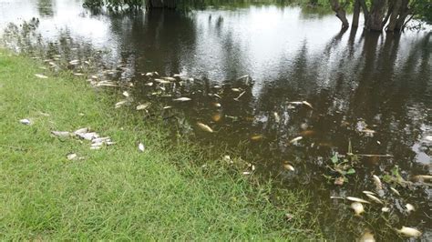 Videos Crece La Preocupaci N Por La Gran Mortandad De Peces En El R O