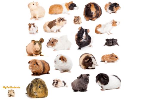 Types Of Guinea Pig Breeds My Pet Rodents