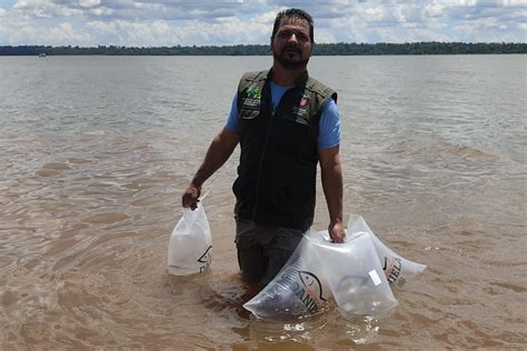 Projeto Rio Vivo Solta Mil Peixes No Rio Paranapanema O Presente