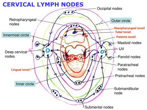 Ppt Overview Cervical Lymph Nodes Powerpoint Presentation Free