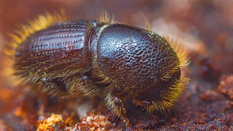 New Restrictions To Tackle Spruce Bark Beetle Royal Forestry Society