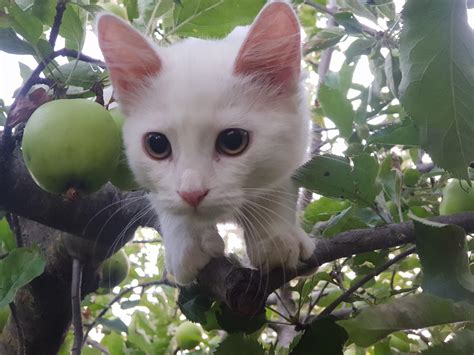 meet the Marshmallow in apples : cats
