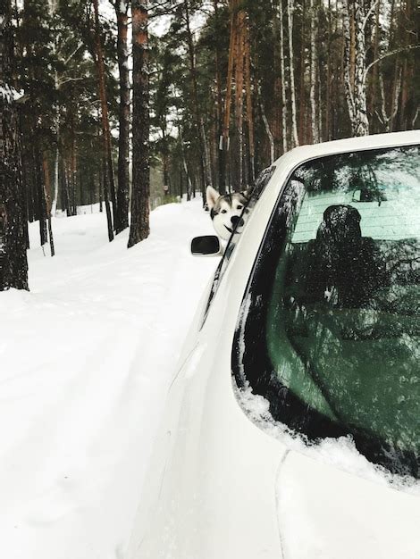 Premium Photo Snow Covered Road Amidst Trees In Forest