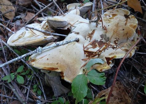 Botany Highlights From Upper Puntledge Trails Comox Valley