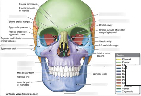 Anterior Aspect Of Skull Bones Of Cranium Practical Diagram Quizlet