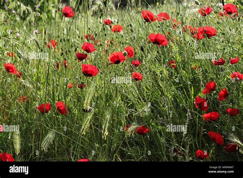 Green grass with red poppies Stock Photo - Alamy